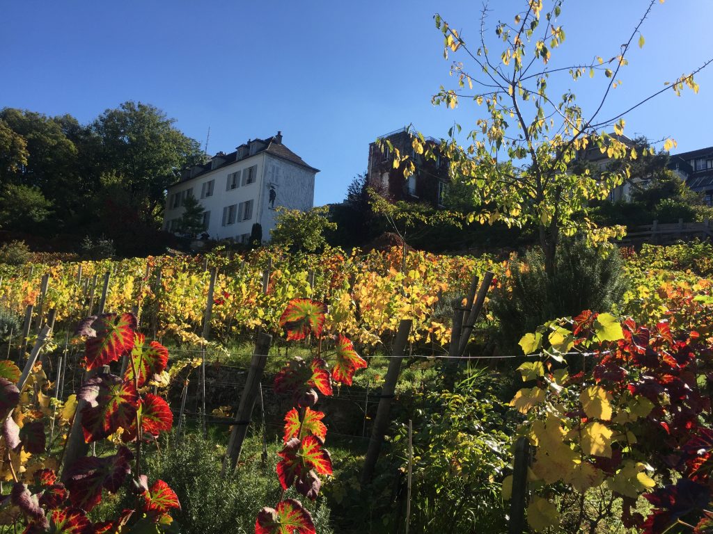 A guide to the (many) secret vineyards of Paris The Earful Tower